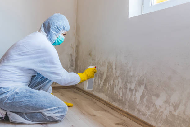 Licensed Mold Testing service in Newton, MA - WQB Mold Removal